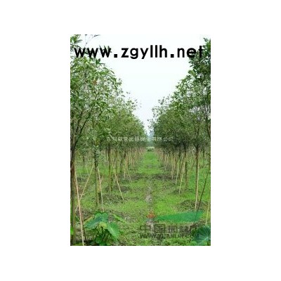四川乾景園林供應(yīng)優(yōu)質(zhì)紅梅5cm