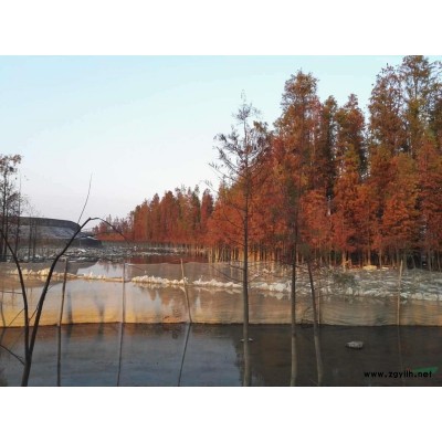 水杉池杉落羽杉中山杉水松各種規(guī)