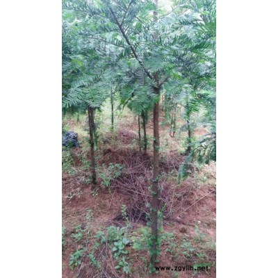 純天然山茶油供應(yīng)行情報(bào)價(jià)/純天然山茶油供應(yīng)圖片展示