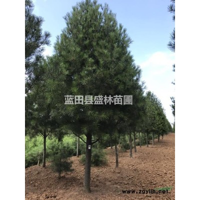 白皮松產地 5米6米7米精品一等白皮松價格 盛林苗圃 精修樹形 易成活好養護