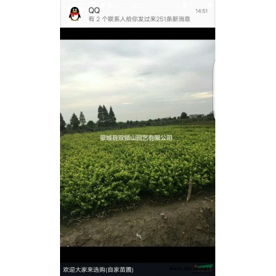 退林水杉樹7-8-9-10-11