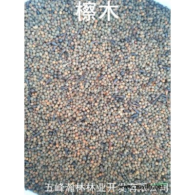 白皮松苗 高1米5 地徑2-3公分