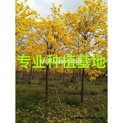 2022年福建別墅庭院景觀樹羽毛楓新報價