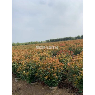 紫葉李 紅葉李