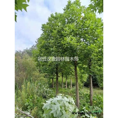 供應  樟葉槭   建始槭   青榨槭