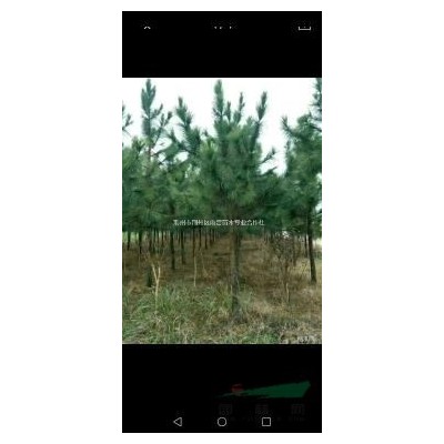 湖北荊州12公分香樟樹