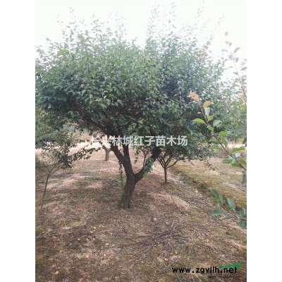大烏桕