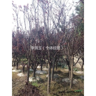 精品高桿桂花、樹形籠口、飽滿、圓潤(rùn)，成都大量供應(yīng)高桿精品桂花