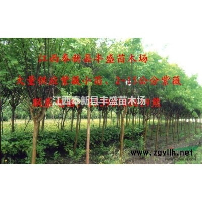 豐盛苗圃馬尾松杯苗,孝感銷售馬尾松袋苗廠家直銷