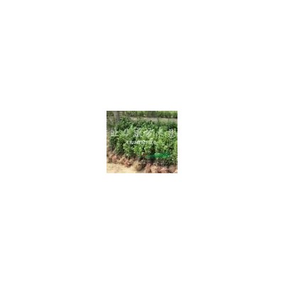 金葉榆批發 4-5公分矮桿金葉榆價格