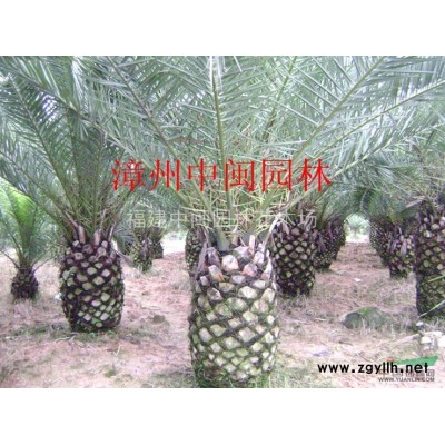 紫花風鈴木25-30公分批發