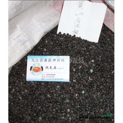 紅櫸小苗 紅櫸小苗價格 紅櫸小苗批發 江西紅櫸小苗基地 先淼
