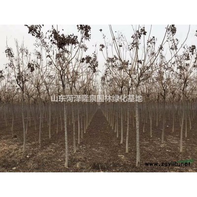 欒樹哪里有2公分3公分4公分北欒樹