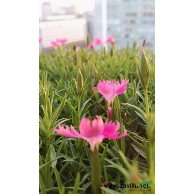 黃金素馨基地行情報(bào)價(jià)/黃金素馨基地圖片展示