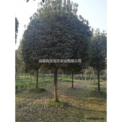 成都溫江香泡柚子樹(shù)基地直銷(xiāo)