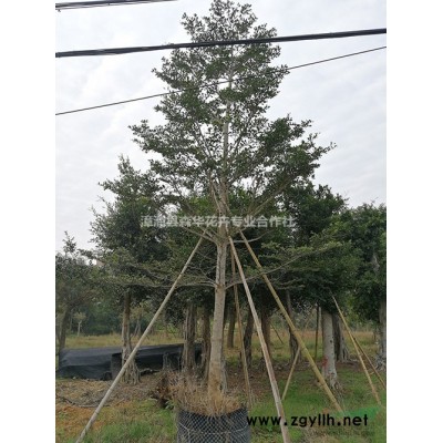 福建控根器叢生烏桕高8－12米，斜飄烏桕，造型烏桕，矮景烏桕批發