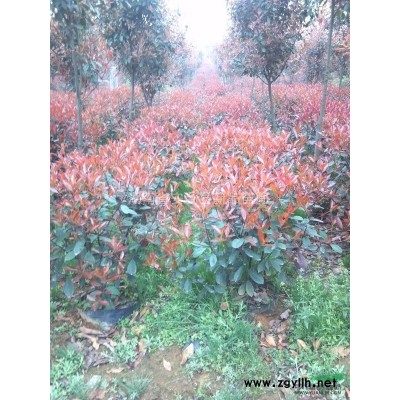 供1m一1.5m冠紅葉石楠 5000個