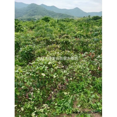九江市清地處理烏桕地徑1-3公分小苗