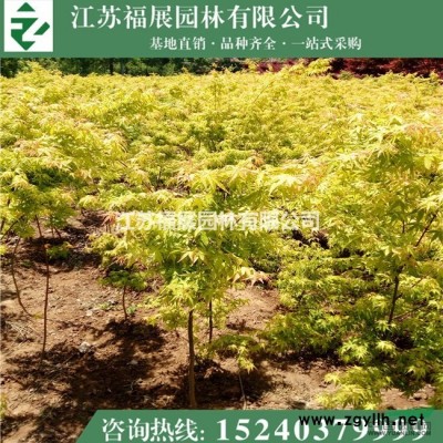 大葉女貞行情報價\大葉女貞圖片展示