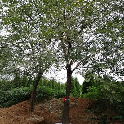 15公分菊花碧桃，基地供應，一手貨源，樹型優美