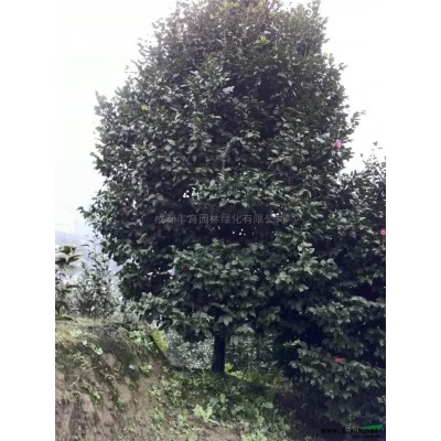 四川高桿桂花基地 成都高桿桂花價格哪里好/哪家便宜