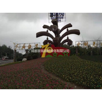 精品楨楠樹，楨楠全冠苗，好種植的楨楠