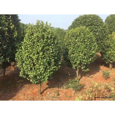 湖南造型女貞批發(fā)基地 自家苗圃大量批發(fā)精品造型亮晶女貞 長沙..