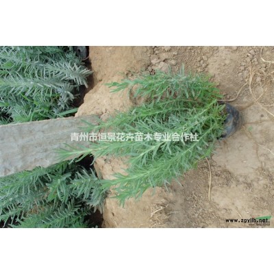 金葉榆樹   金葉榆種植基地