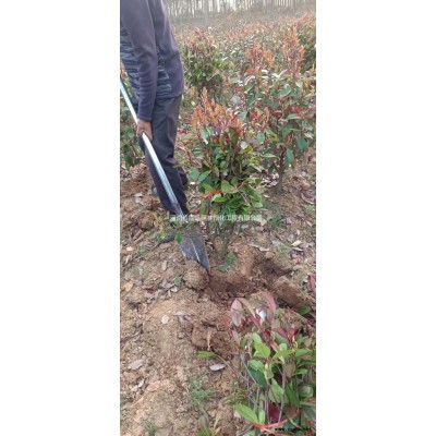 河南櫻花基地  信陽櫻花價格哪里好/哪家便宜