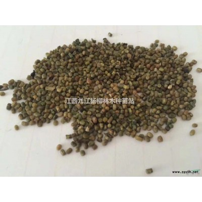 三公分楓香苗大量批發 當年生楓香小苗價格