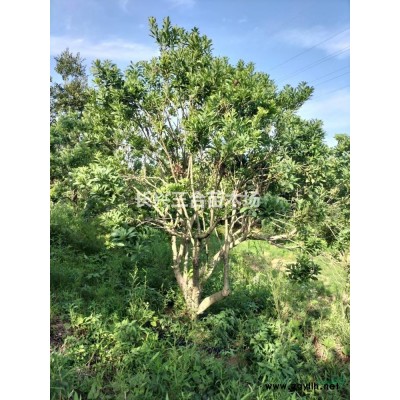 叢生烏桕3-5桿.高度7-9米，蓬徑5-6米