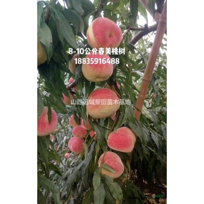 地徑18公分山桃價格，18公分山桃產地，山西山桃