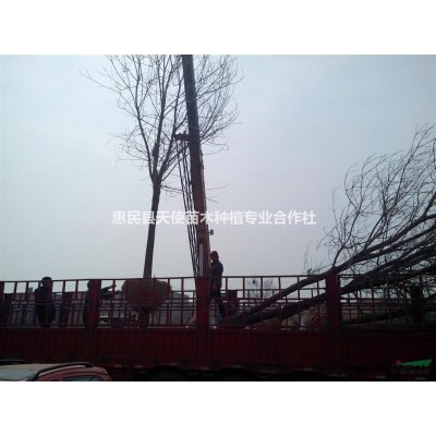 12公分白蠟價格多少，12公分白蠟*低價