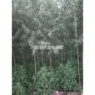 供應(yīng)5-6公分青皮垂柳