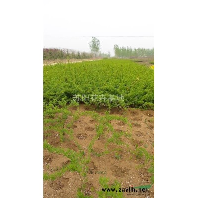 江蘇沭陽荷花價(jià)格優(yōu)惠/江蘇荷花哪里便宜