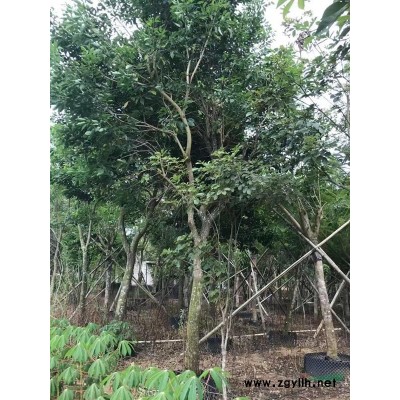 柳葉榕80--120CM