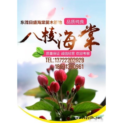 10公分八棱海棠樹價格230元