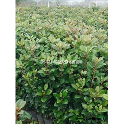 惠東仙人茶小苗山子茶，山籽茶