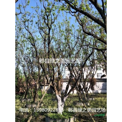 叢生櫸樹