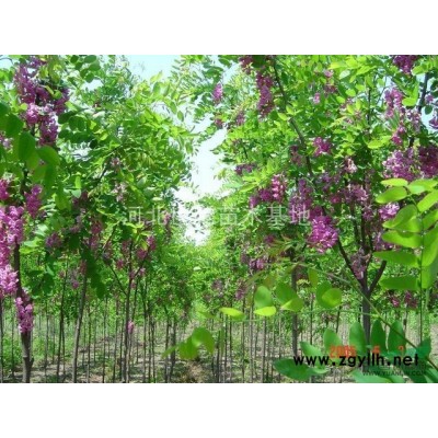 金葉榆中華金葉榆