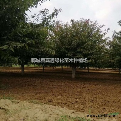 菏澤1500棵五角楓低價急售-規格*-產地直銷-*