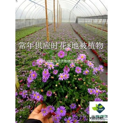 紅梅、無患子、樸樹、烏桕、垂絲海棠