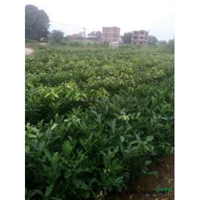 廣西50萬株海南黃花梨苗 哪里好/哪家便宜