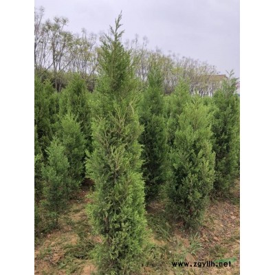 今年我基地大量批發(fā)1.2米石楠球  采購精品石楠球 精品紅葉