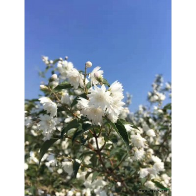 青葉碧桃批發(fā)  這是我們家基地的青葉碧桃實拍圖片 本基地還有
