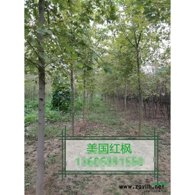 紅櫸樹