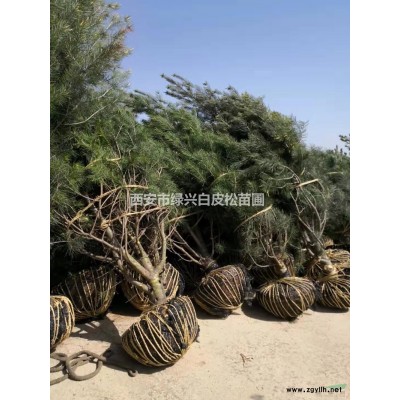 陜西供應陜西大規格白皮松規格*