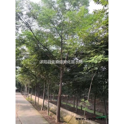 火棘小苗產地 火棘小苗圖片 火棘小苗價格