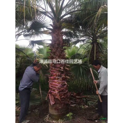 胡椒木出售行情報價/胡椒木出售圖片展示