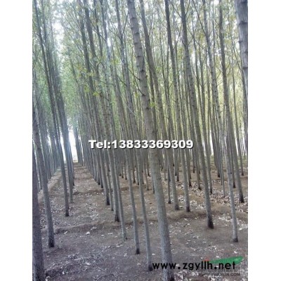 八棱海棠樹4一6公分量優惠
